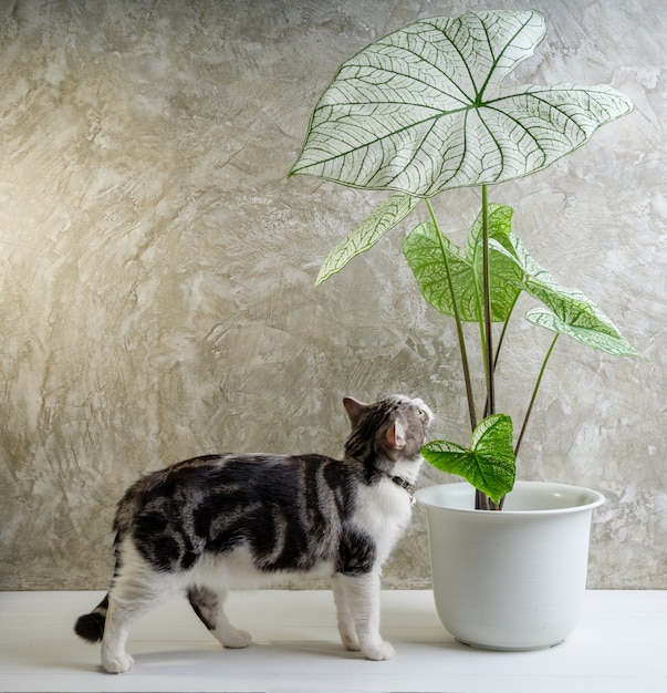 Chat de portrait sur table en bois avec des plantes d'intérieur pour purifier l'air Caladium Bicolor Vent, Araceae, ailes d'ange, oreille d'éléphant sur fond de mur de ciment pot blanc