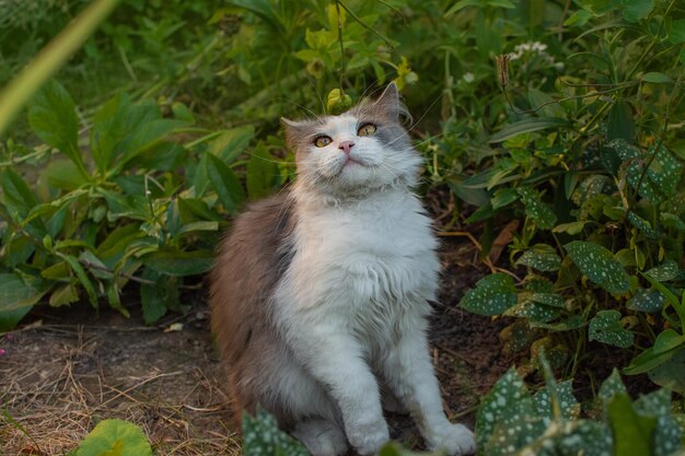 Chat posant près de fleurs épanouies dans un jardin