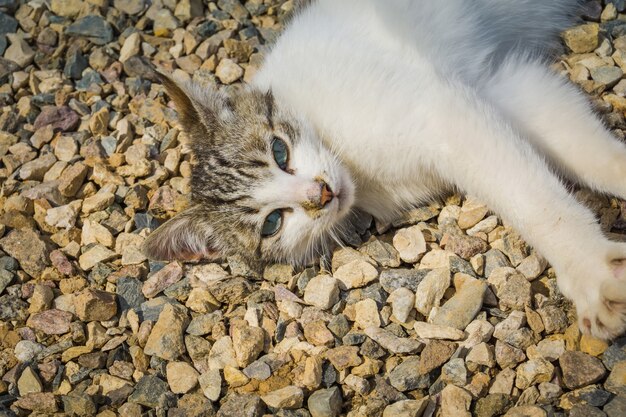 Chat posé sur le gravier