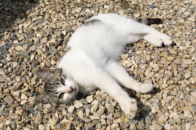 Chat posé sur le gravier