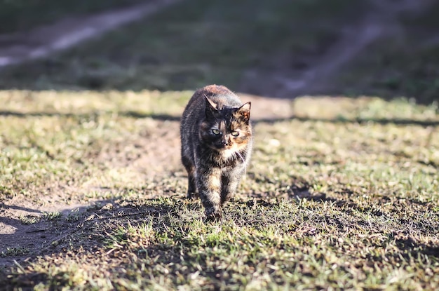 Chat sur le pré Chat domotique dans le jardin