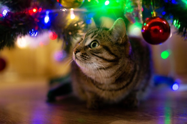 chat près de l'arbre du nouvel an