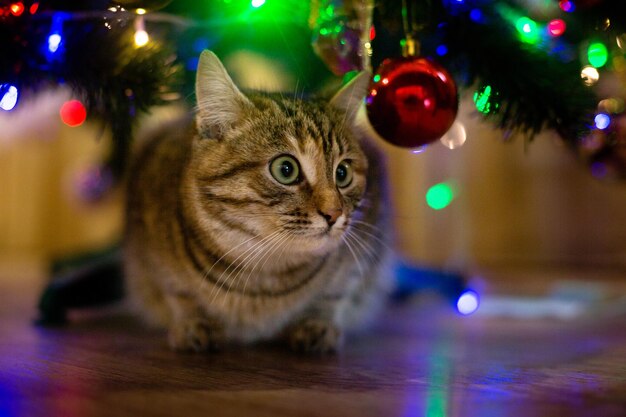 chat près de l'arbre du nouvel an