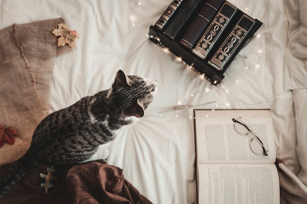 Photo chat près de livres et de lunettes