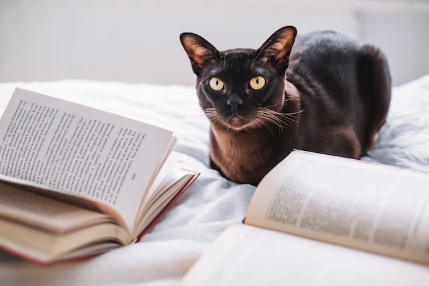 Photo chat près des livres