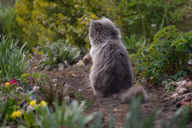 Le chat printanier émotionnel est assis sur un parterre de fleurs parmi de nombreuses fleurs Le chat est assis dans le jardin parmi les narcisses colorés