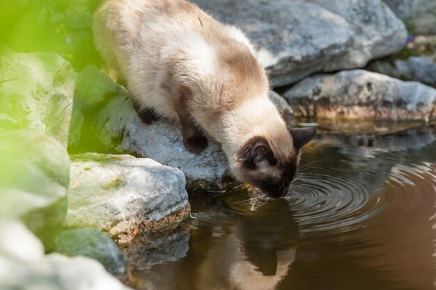 Chat qui boit de l'eau