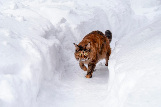 Chat qui court dans la neige. Le chat Maine Coon se promène le long du chemin de neige entre les congères.