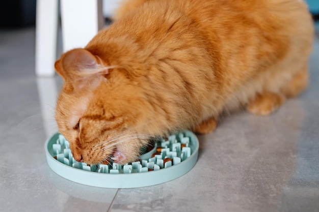 Un chat qui mange dans un plat de nourriture bleu