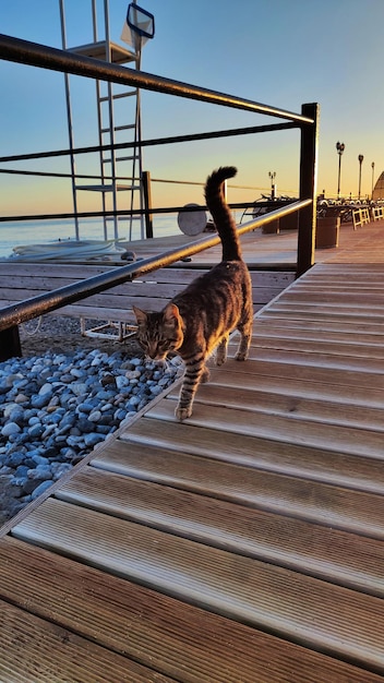 chat qui marche sur la jetée