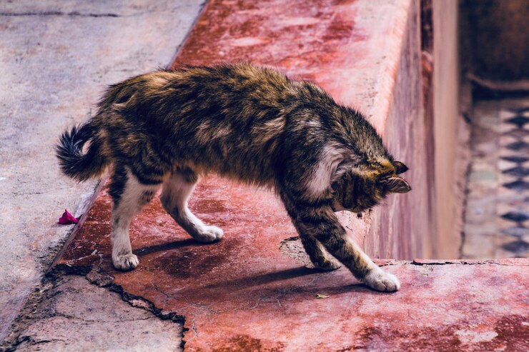 Photo un chat qui marche sur le sentier.