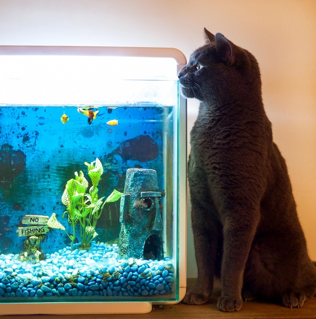 Photo un chat qui regarde dans un aquarium tout en étant assis à la maison