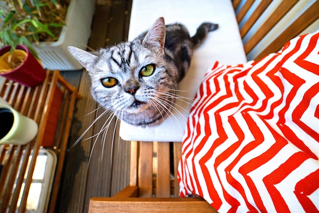 Un chat qui regarde vers le haut près d'une plante en pot