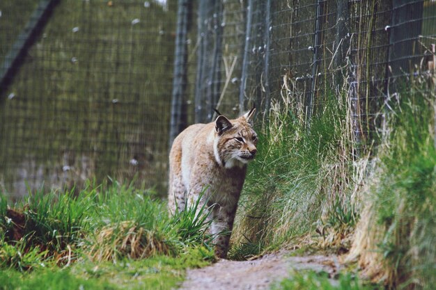 Photo un chat qui regarde le zoo.