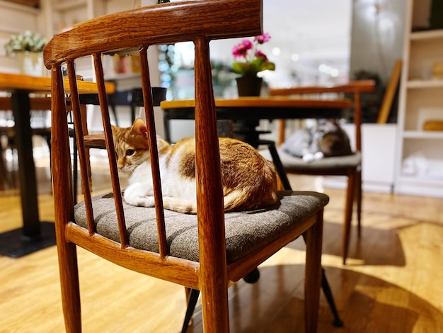 Un chat qui se détend sur une chaise.