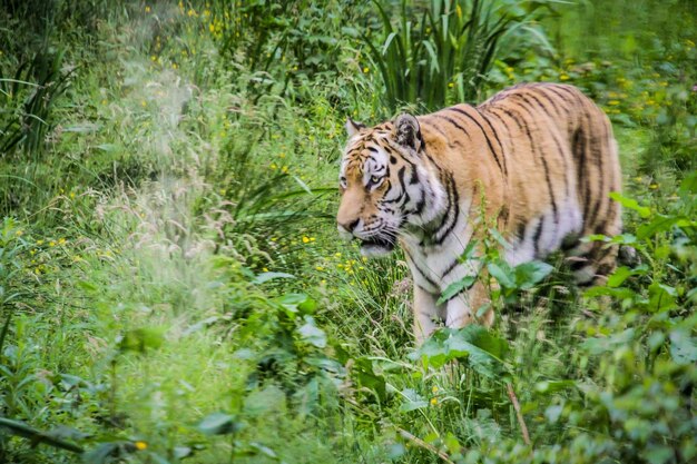 Un chat qui se promène dans la forêt