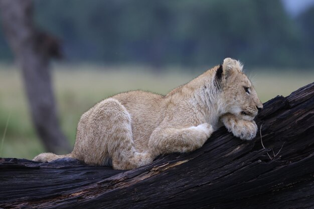 Un chat qui se repose sur un arbre