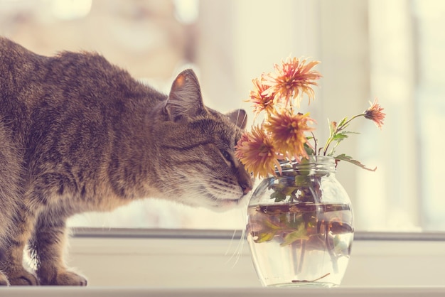 Chat qui sent les fleurs