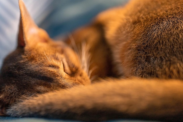 Chat de race Abyssin mignon dormant sur un canapé. Chat endormi.