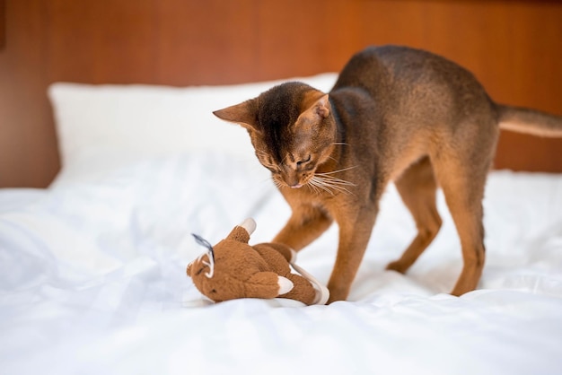 Chat de race abyssin mignon jouant avec un jouet dans une chambre d'hôtel. Duveteux mignon