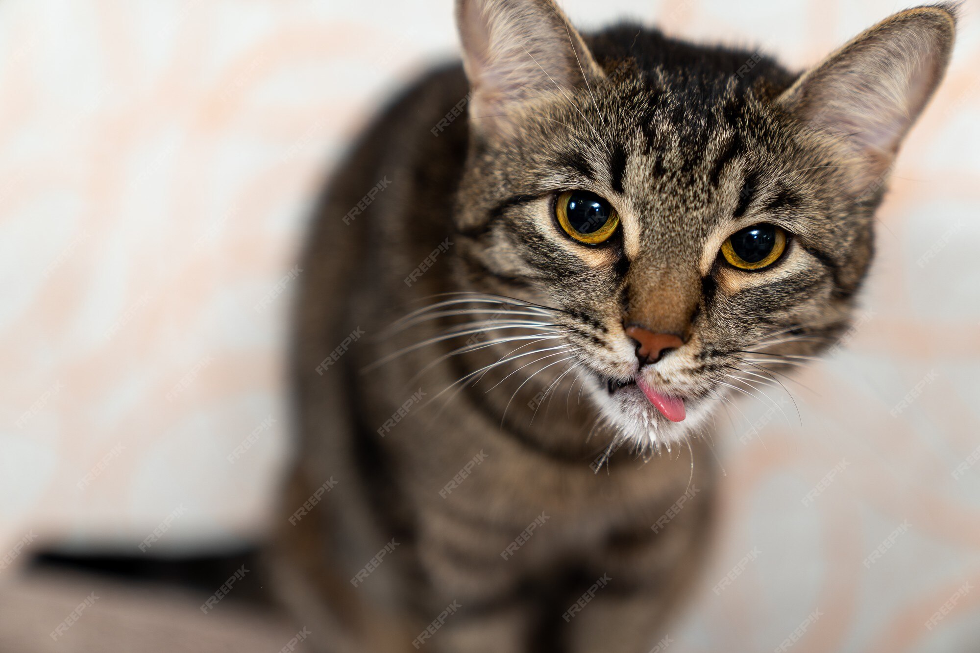 Chat De Race Europeenne A Poil Court Leche Drole Photo Premium