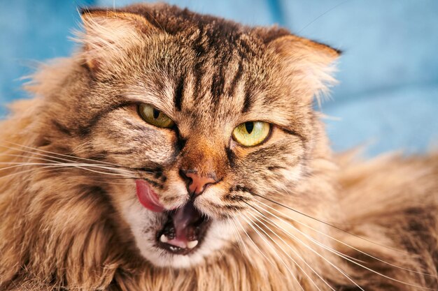 Chat De Race Highland Scottish Fold A Poil Long Lechant Les Levres Portrait De Chat Domestique