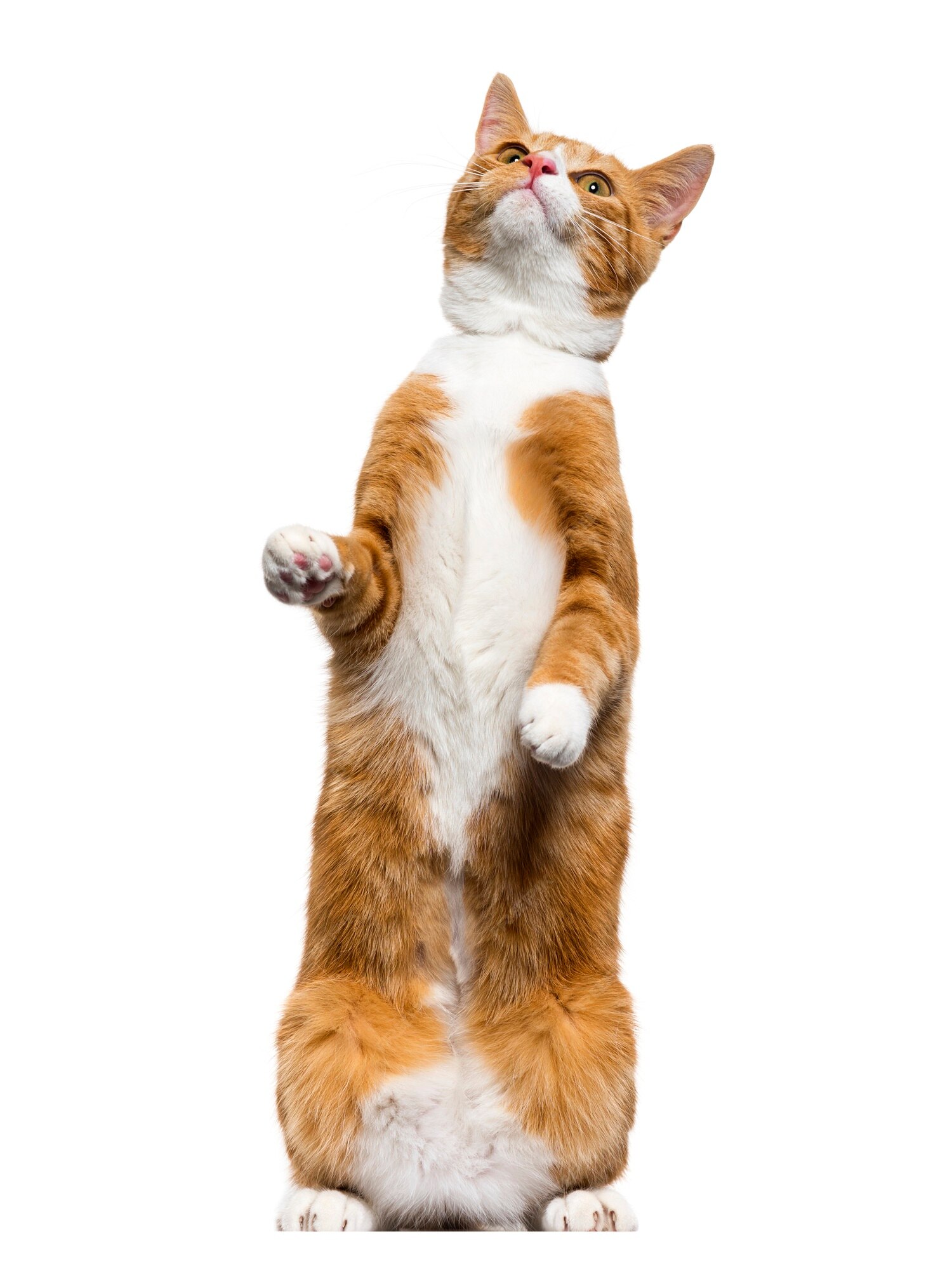 Chat De Race Mixte Gingembre Debout Sur Les Pattes Arriere Levant Les Yeux Photo Premium