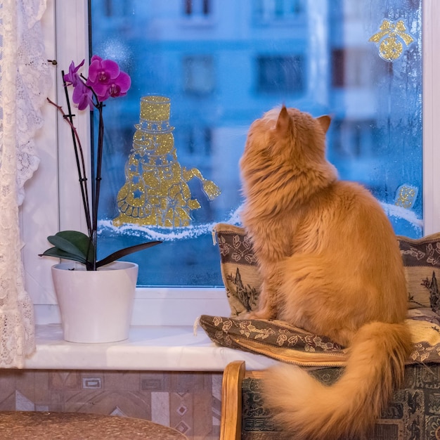 Le chat de race persan regarde par la fenêtre