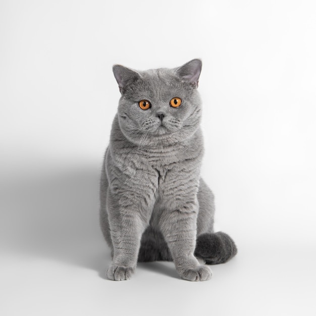 Photo chat de race pure british shorthair bleu gris sur fond blanc studio