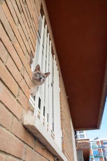 Un chat de race siamois sur le rebord de la fenêtre de sa maison jouant avec les passants