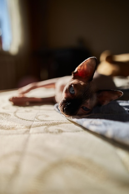 Un chat de la race Sphynx canadien est joué sur le lit le matin. Chat Sphynx pur-sang se bouchent. mise au point douce. Chat Sphynx de couleur claire avec un nez foncé