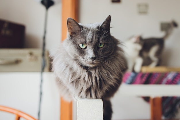 Un chat Ragdoll assis sur le bord d'un canapé.