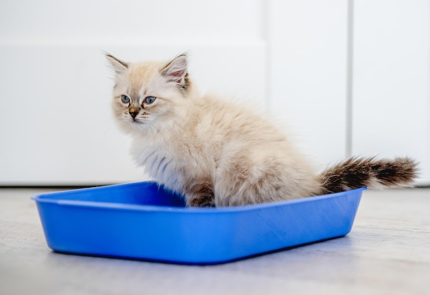 Chat Ragdoll dans une pièce lumineuse