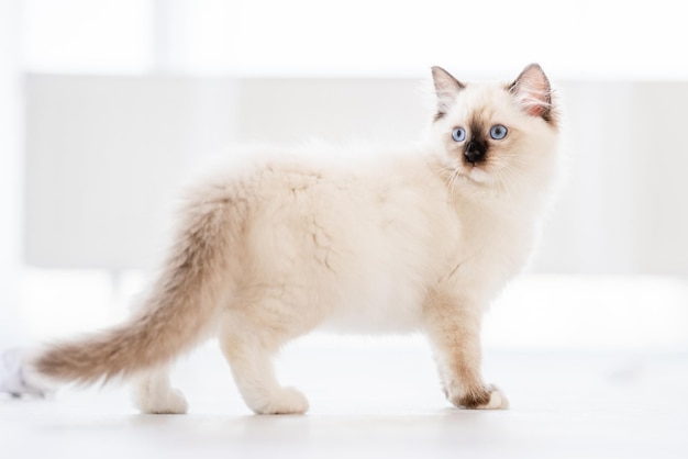 Chat Ragdoll dans une pièce lumineuse