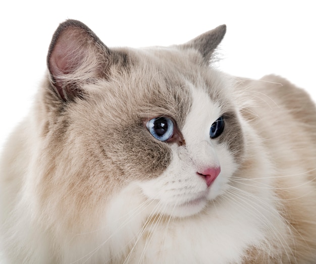 chat ragdoll en studio