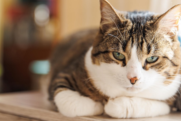 Chat rayé au gingembre allongé sur le rebord de la fenêtre à la maison le matin