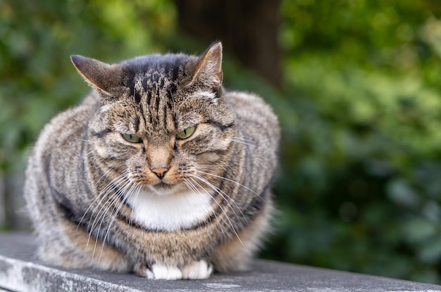 Chat rayé aux yeux verts sur la clôture de la maison