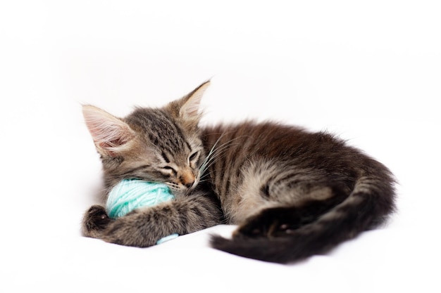 Chat rayé avec boules bleues écheveaux de fil sur un lit blanc Un article sur les chatons Un article sur les animaux de compagnie