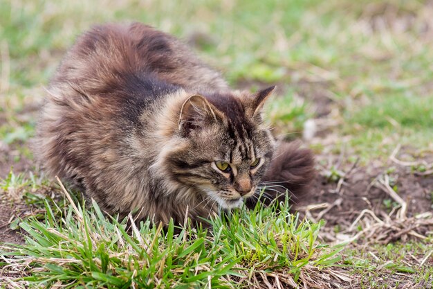 Un chat rayé brun se trouve dans un jardin sur l'herbe