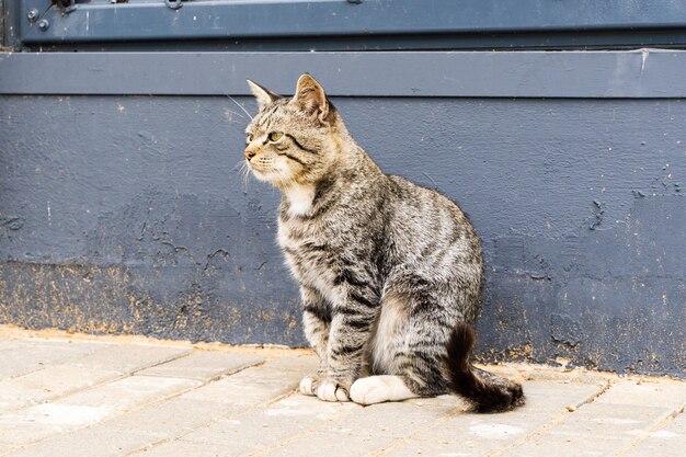 Le chat rayé domestique sérieux est assis près du mur bleu foncé.