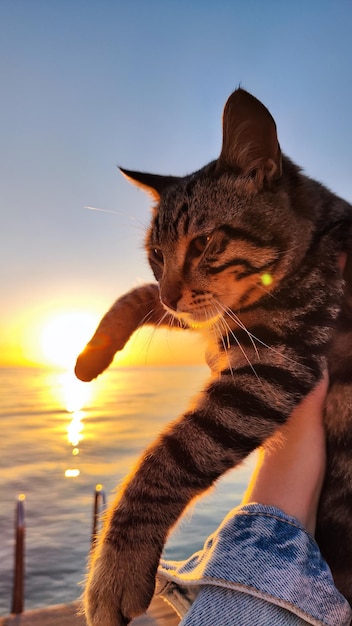 Photo chat rayé sur le fond de la mer et du lever du soleil
