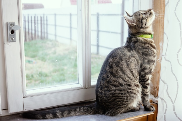 Chat rayé gris assis près de la fenêtre et levant les yeux