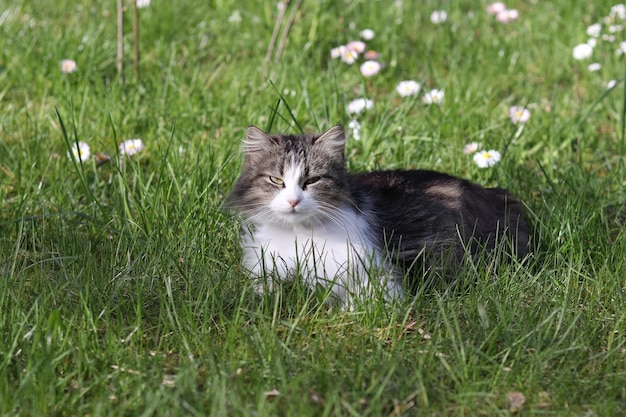 Un chat rayé gris et blanc marche sur l'herbe à l'extérieur