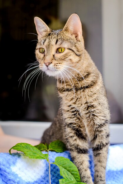 Chat rayé gris sur la fenêtre