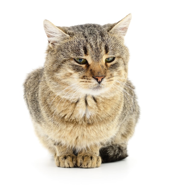 Chat rayé gris isolé sur fond blanc