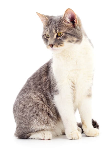 Chat rayé gris isolé sur fond blanc