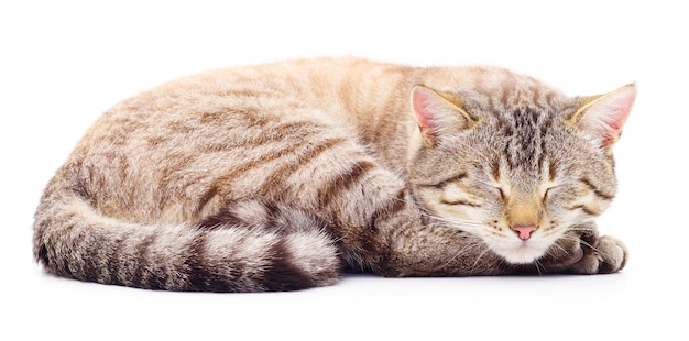 Chat rayé gris isolé sur fond blanc