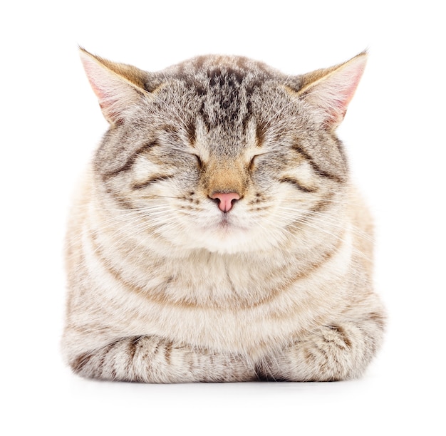 Chat rayé gris isolé sur fond blanc