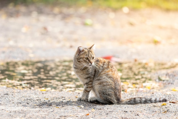 Chat rayé gris marche en laisse sur l'herbe verte à l'extérieur