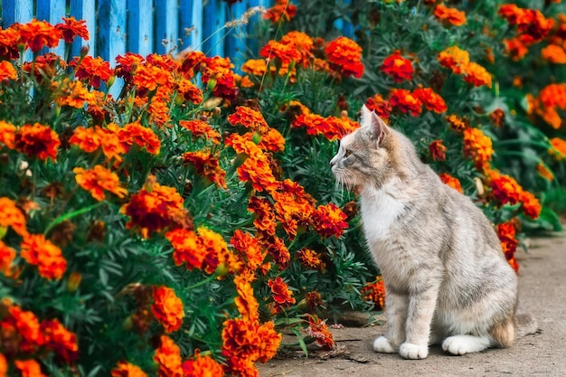 Chat rayé gris marche en laisse sur l'herbe verte à l'extérieurx9